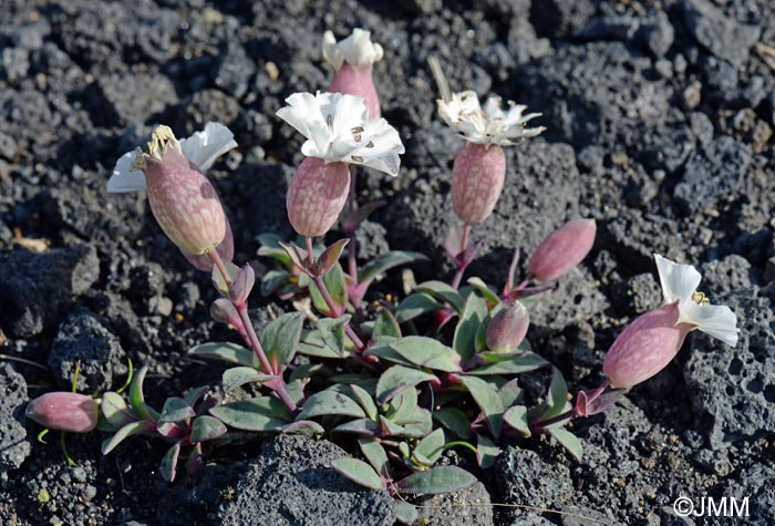 Silene uniflora = Silene inflata subsp. maritima = Silene maritima